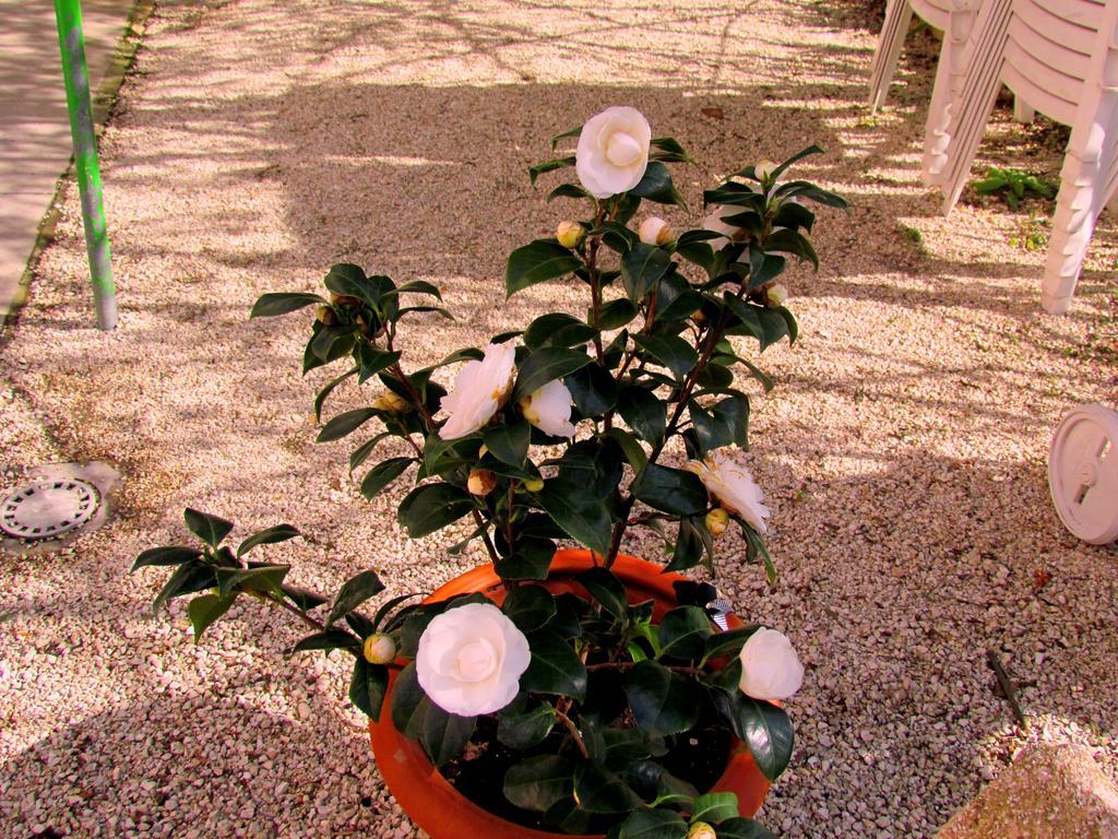 Villa Maria Bed & Breakfast, Corridonia, Marche Buitenkant foto