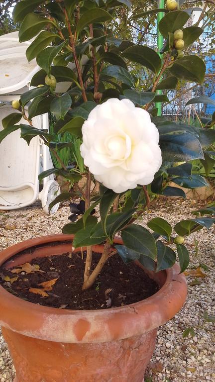 Villa Maria Bed & Breakfast, Corridonia, Marche Buitenkant foto